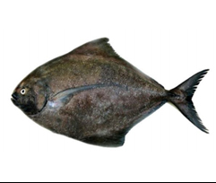 Black Pomfret