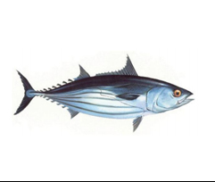 Skipjack Tuna