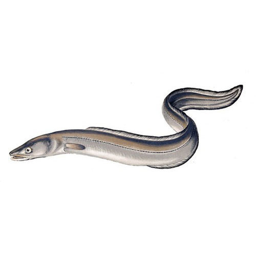 Conger Eel Fish