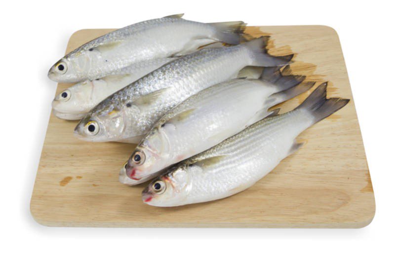 Grey Mullet Fish