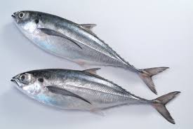 Horse Mackerel Fish