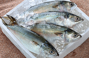 Indian Mackerel Fish