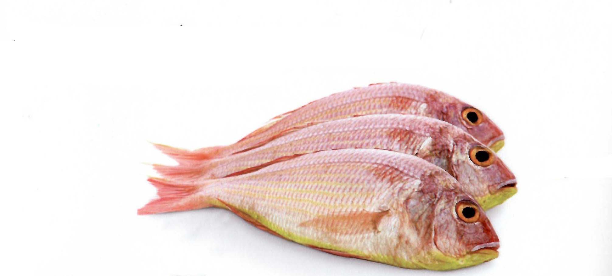 Japanese Threadfin Bream Fish